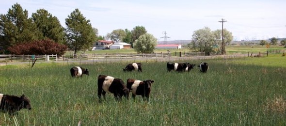 Home of the Oreo Cows!