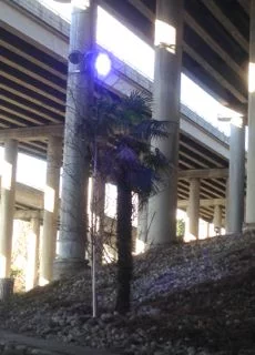 Stay palm, it's just a tree growing under I-5, Seattle.